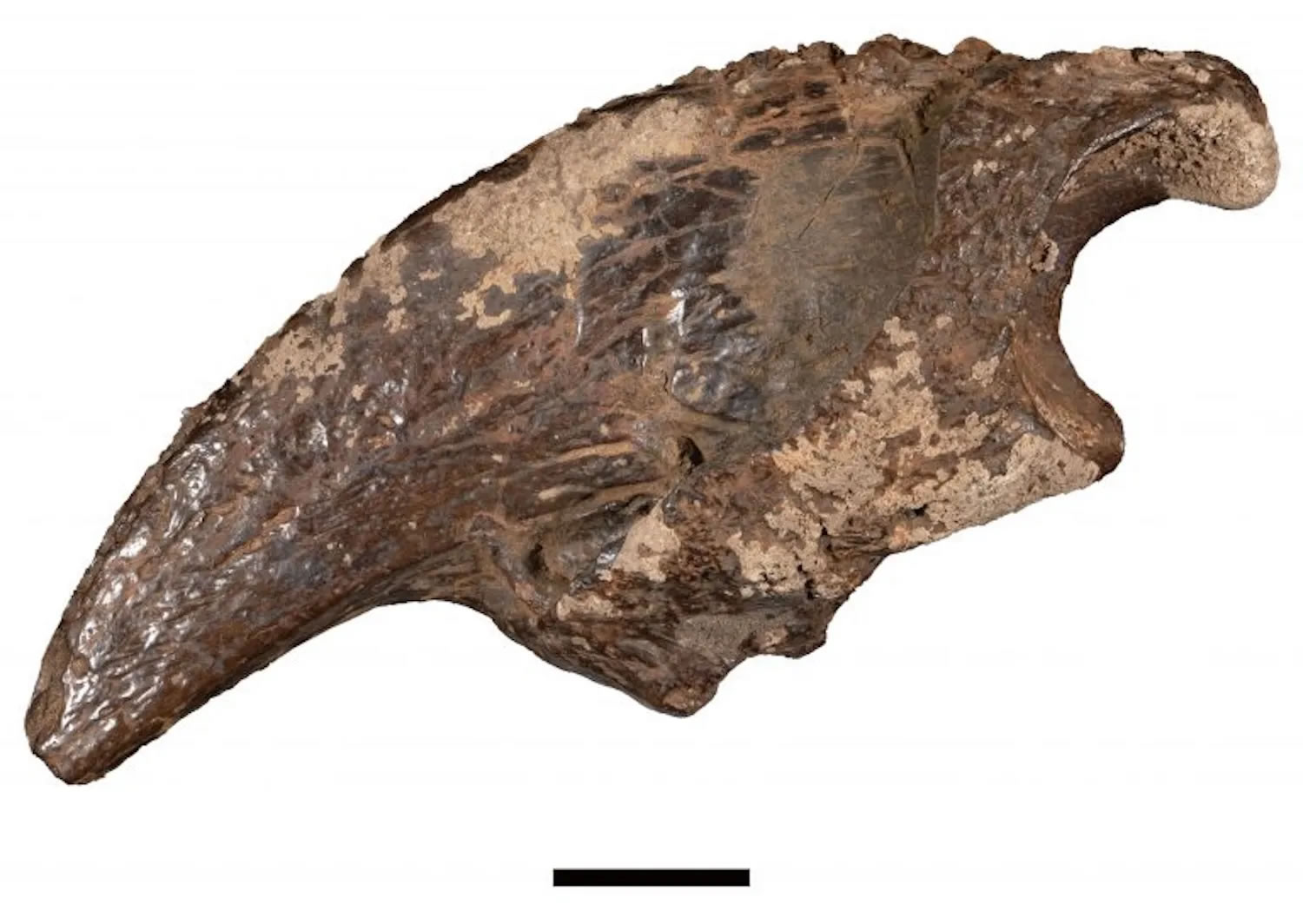 �ڱ���û�ĵ¿���˹��Ѩ�з��ֵľ���������������������ʯ