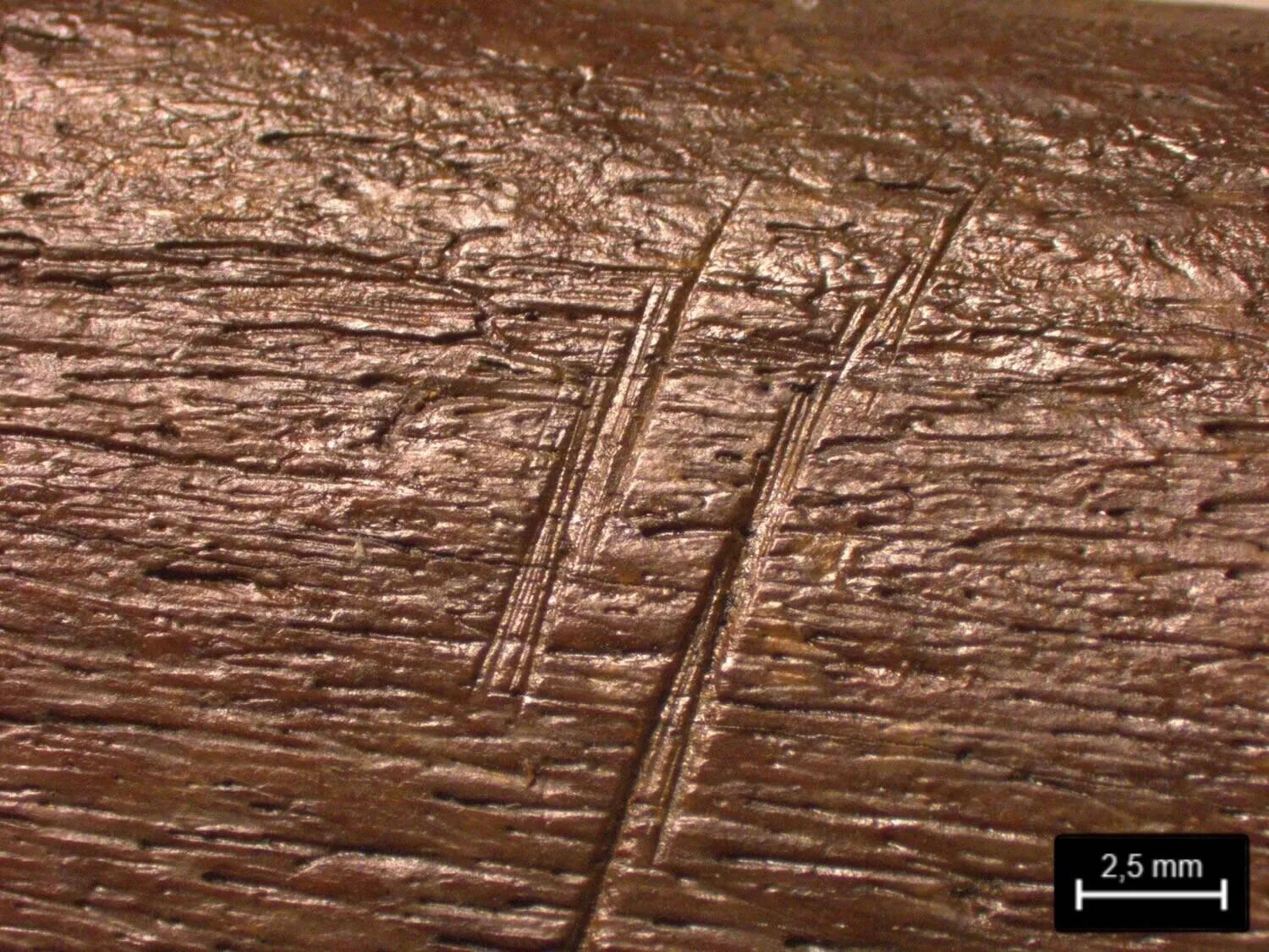 尼安德特人在欧洲猎杀巨象