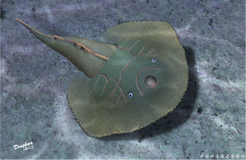 我国云南曲靖古鱼王国再现盔甲鱼类新属种——短耳鸮甲鱼