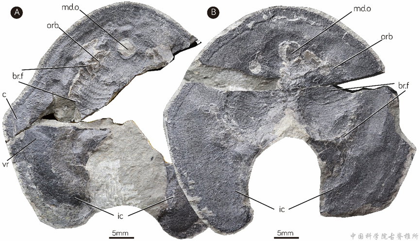 我国云南曲靖古鱼王国再现盔甲鱼类新属种——短耳鸮甲鱼