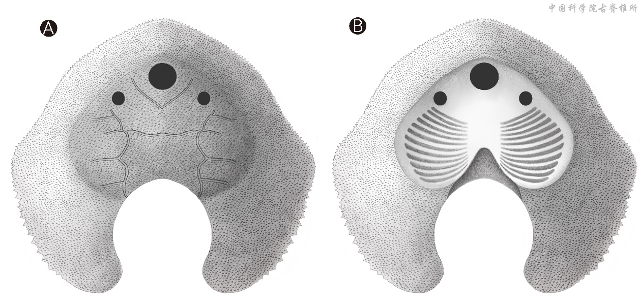 我国云南曲靖古鱼王国再现盔甲鱼类新属种——短耳鸮甲鱼