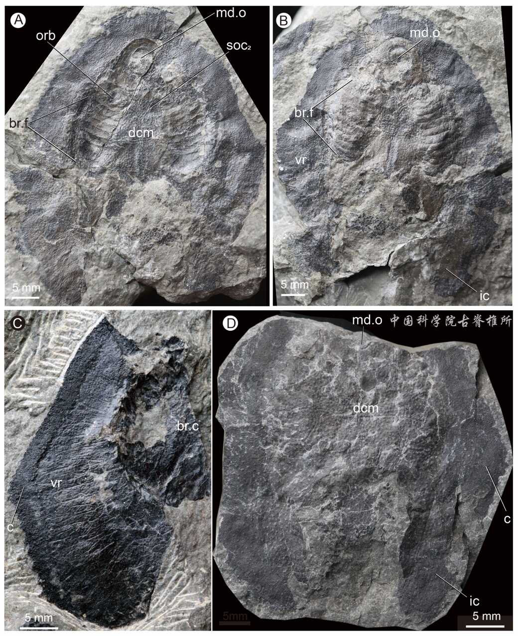 我国云南曲靖古鱼王国再现盔甲鱼类新属种——短耳鸮甲鱼