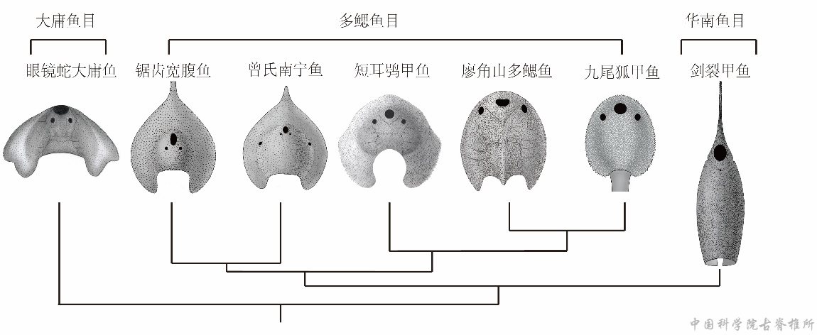我国云南曲靖古鱼王国再现盔甲鱼类新属种——短耳鸮甲鱼