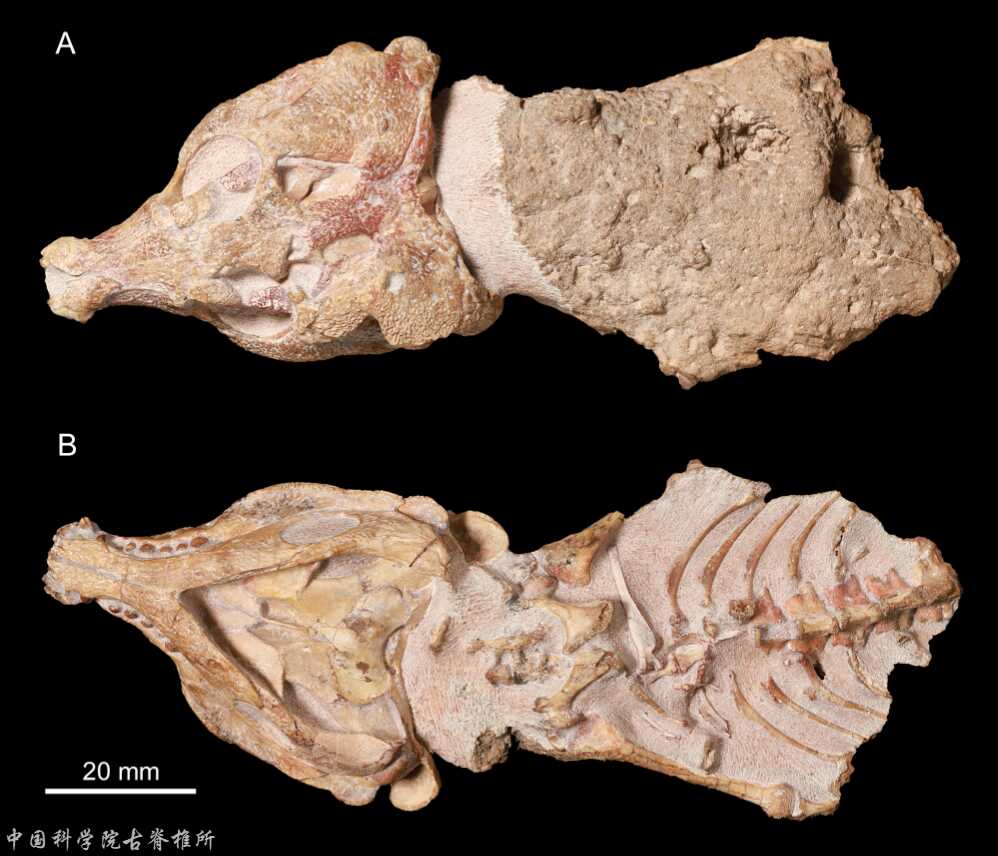 �½�׼���������ɽƶ�����²����о���չ