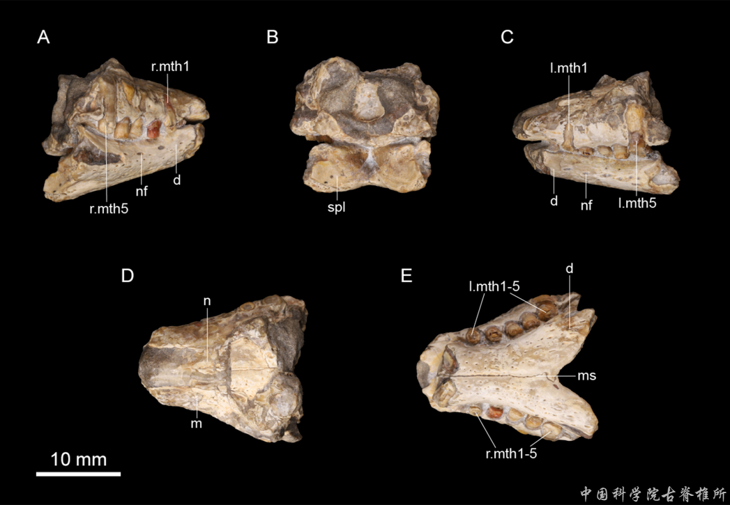 �½�׼���������ɽƶ�����²����о���չ