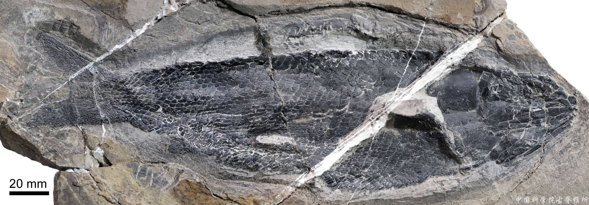 ���Ϸ�������������������������֣���������