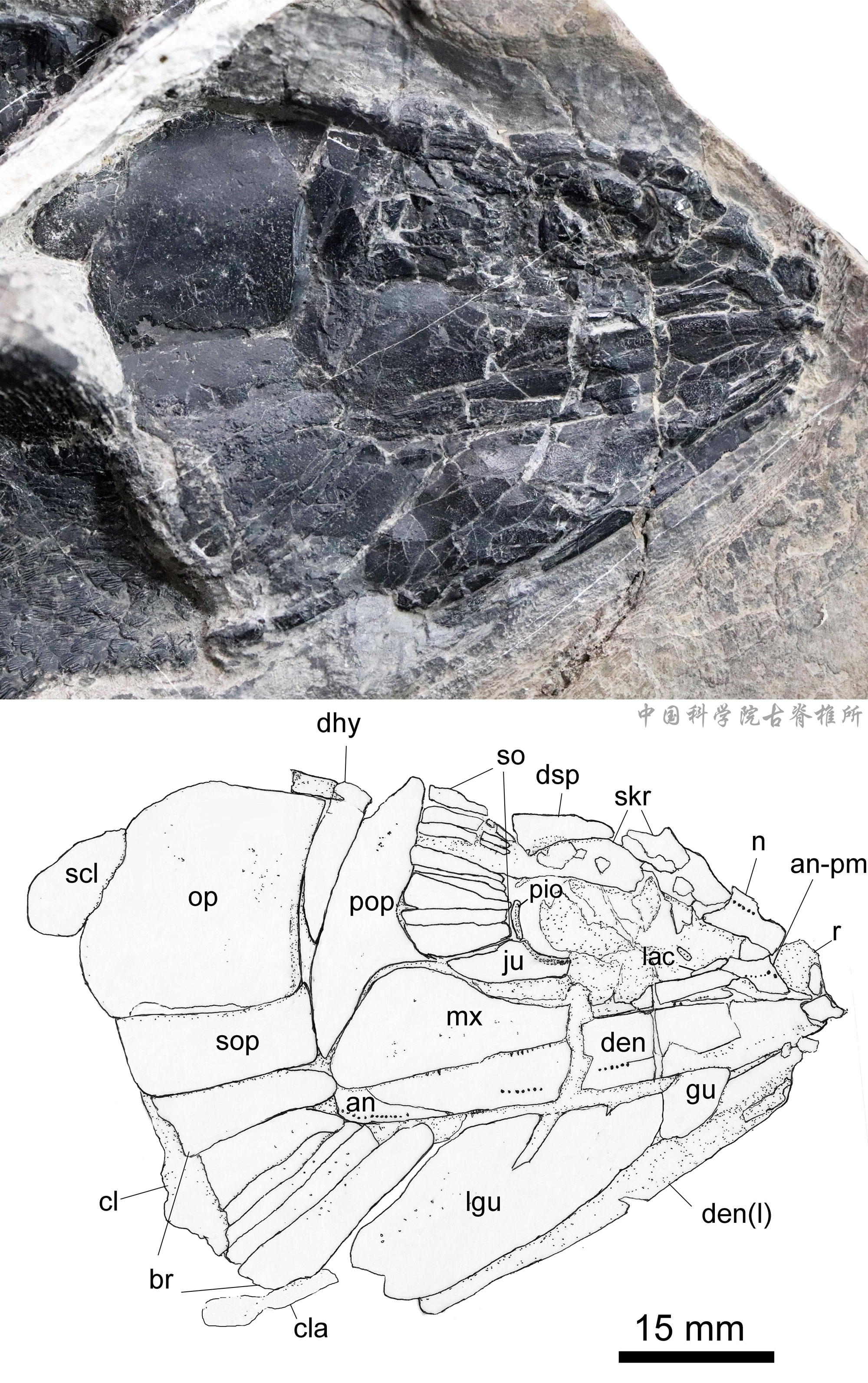 ���Ϸ�������������������������֣���������