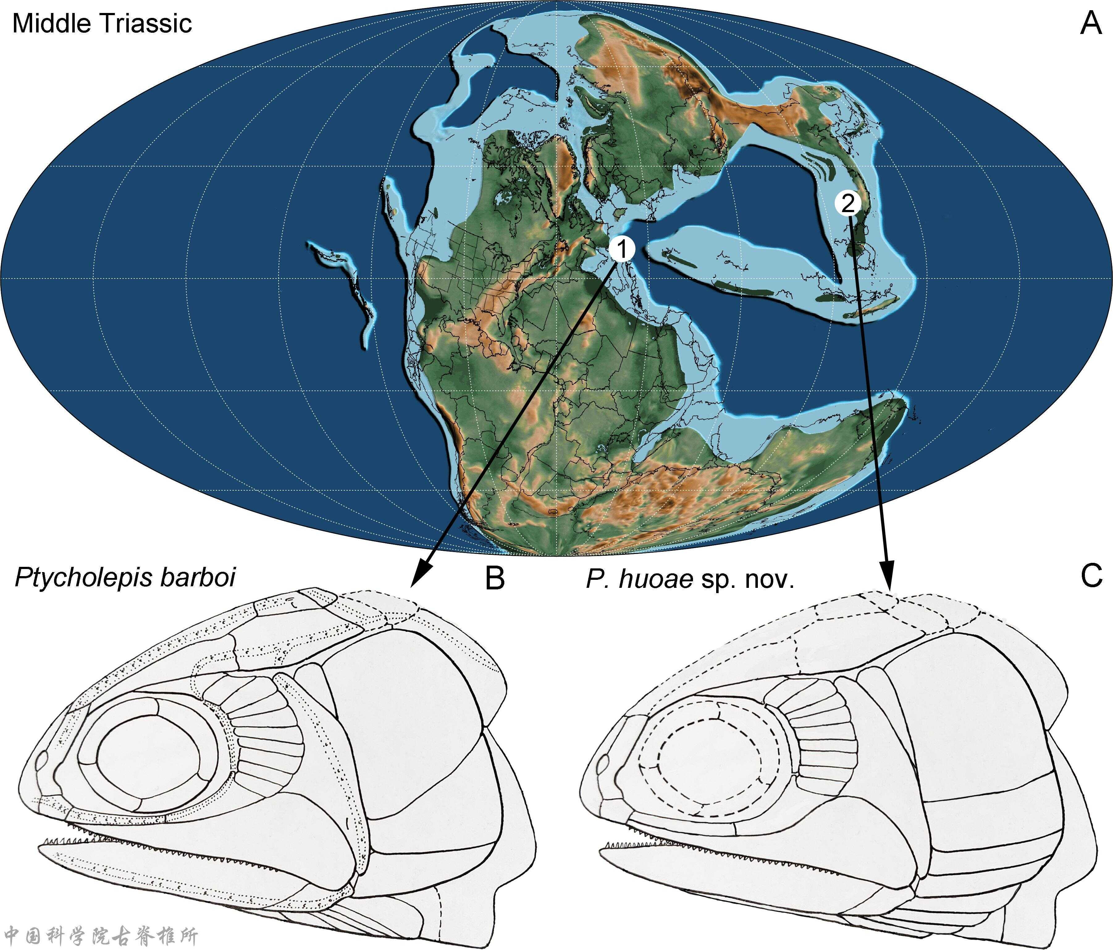 ���Ϸ�������������������������֣���������