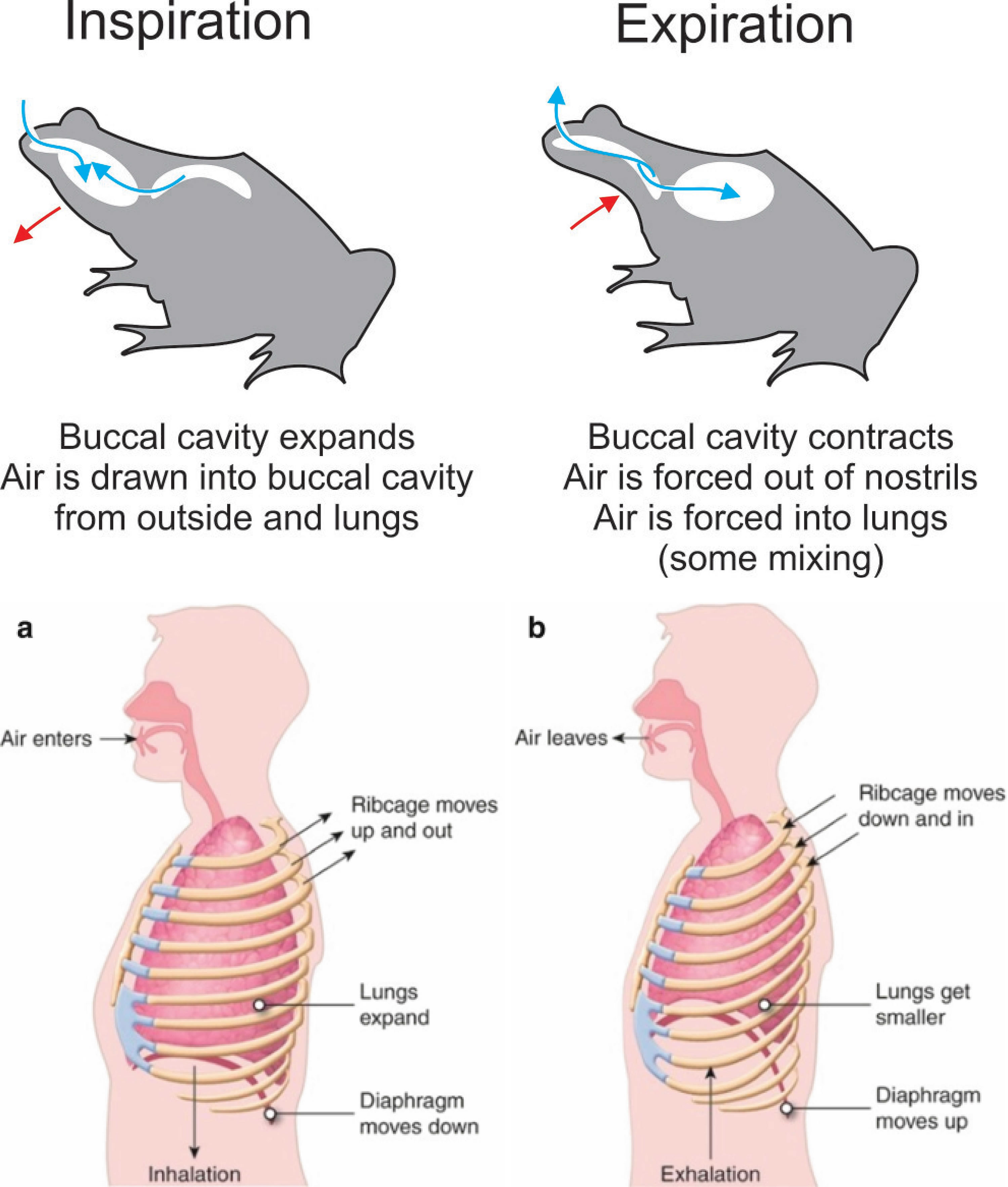 呼吸功能演化革新驱动四足动物冠群生态位分化格局