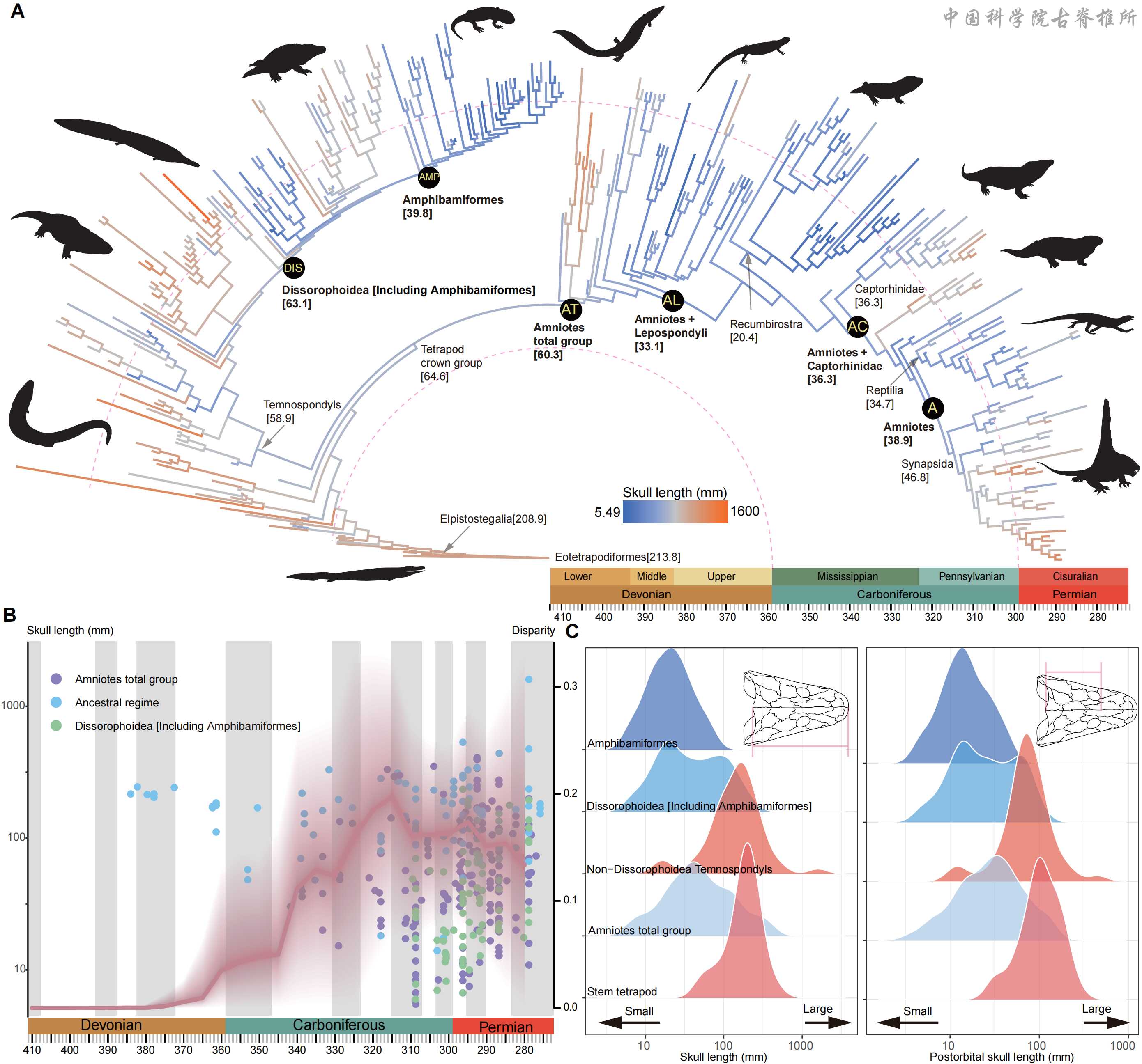 呼吸功能演化革新驱动四足动物冠群生态位分化格局
