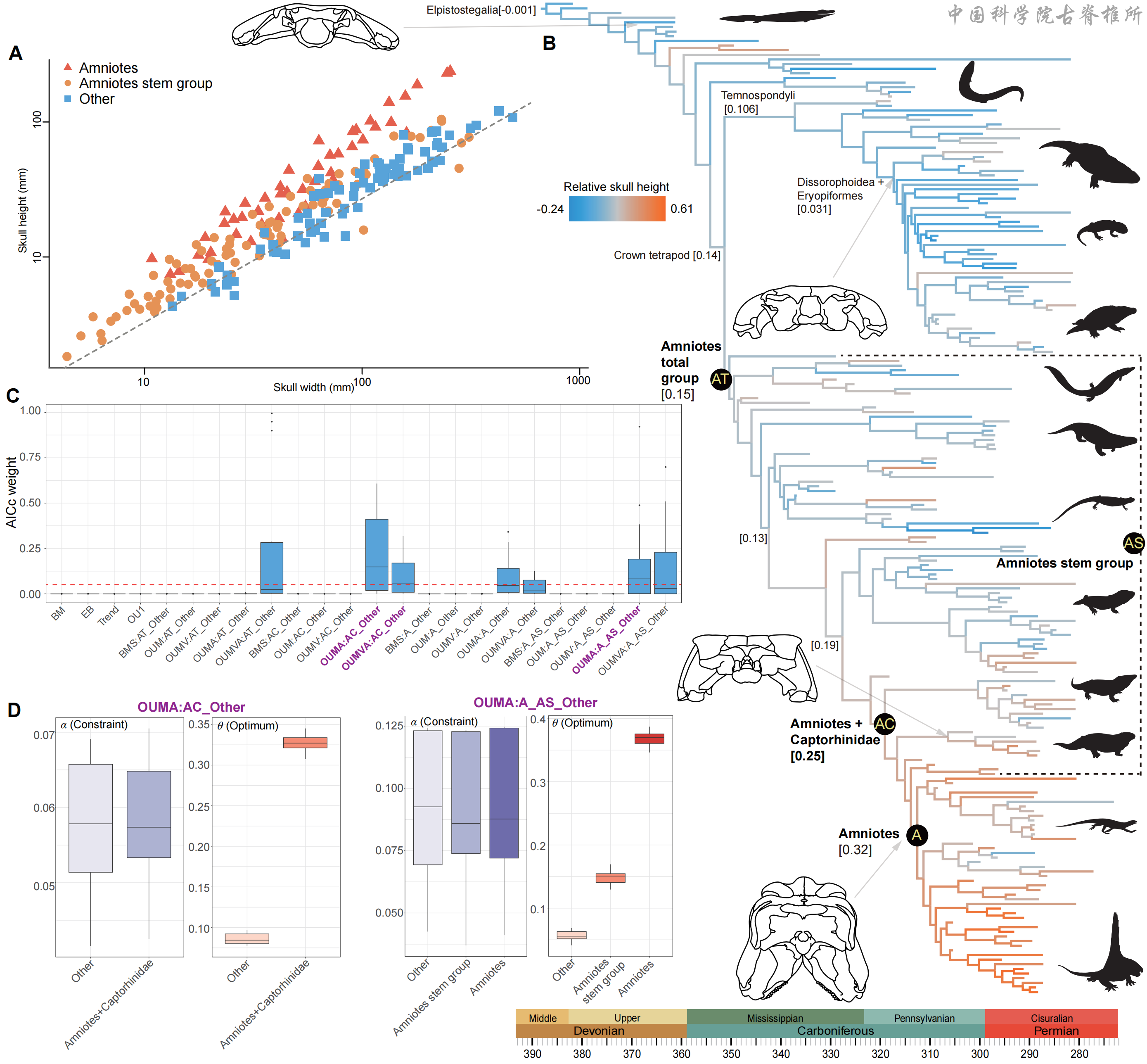 呼吸功能演化革新驱动四足动物冠群生态位分化格局