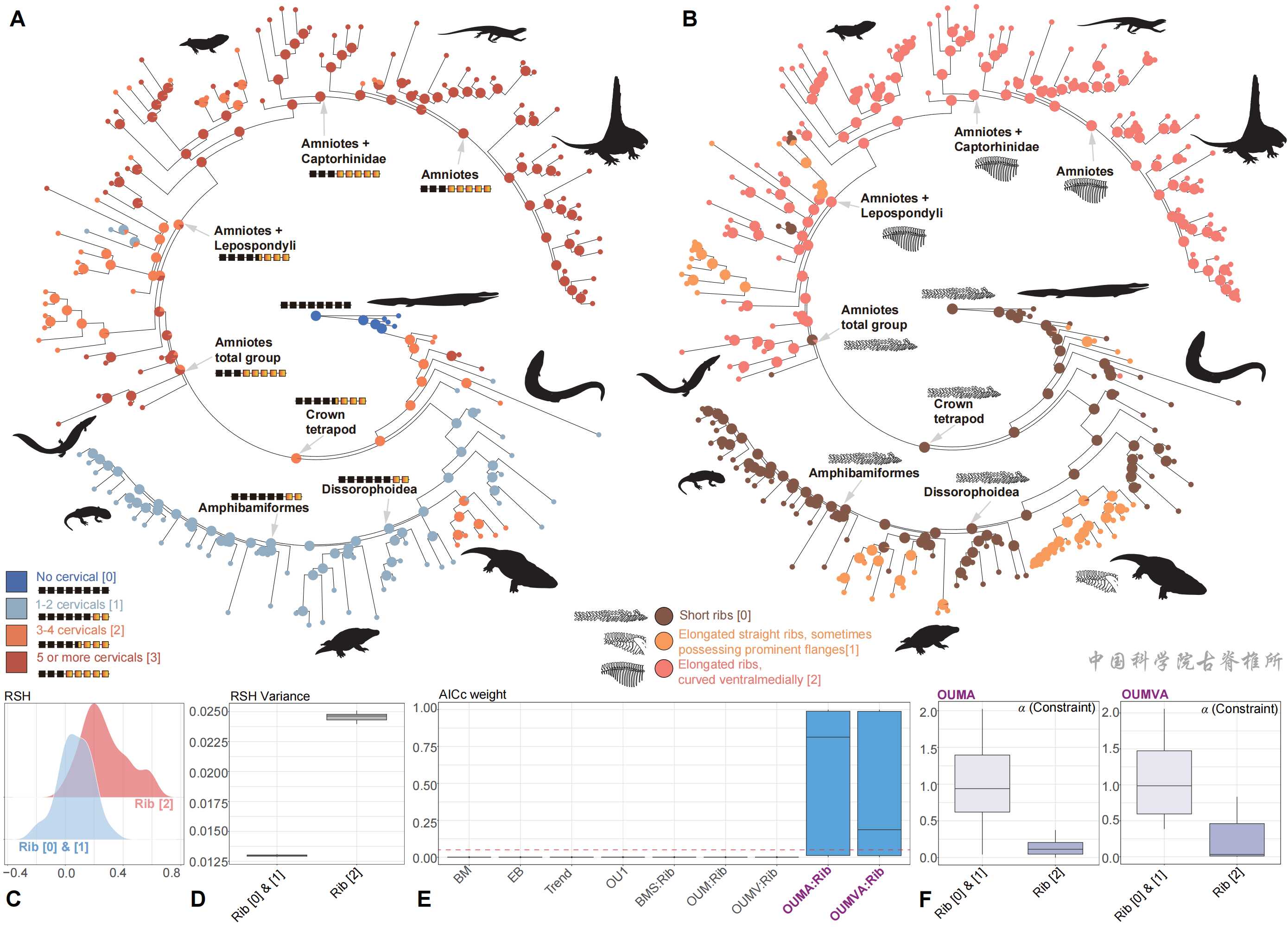 呼吸功能演化革新驱动四足动物冠群生态位分化格局