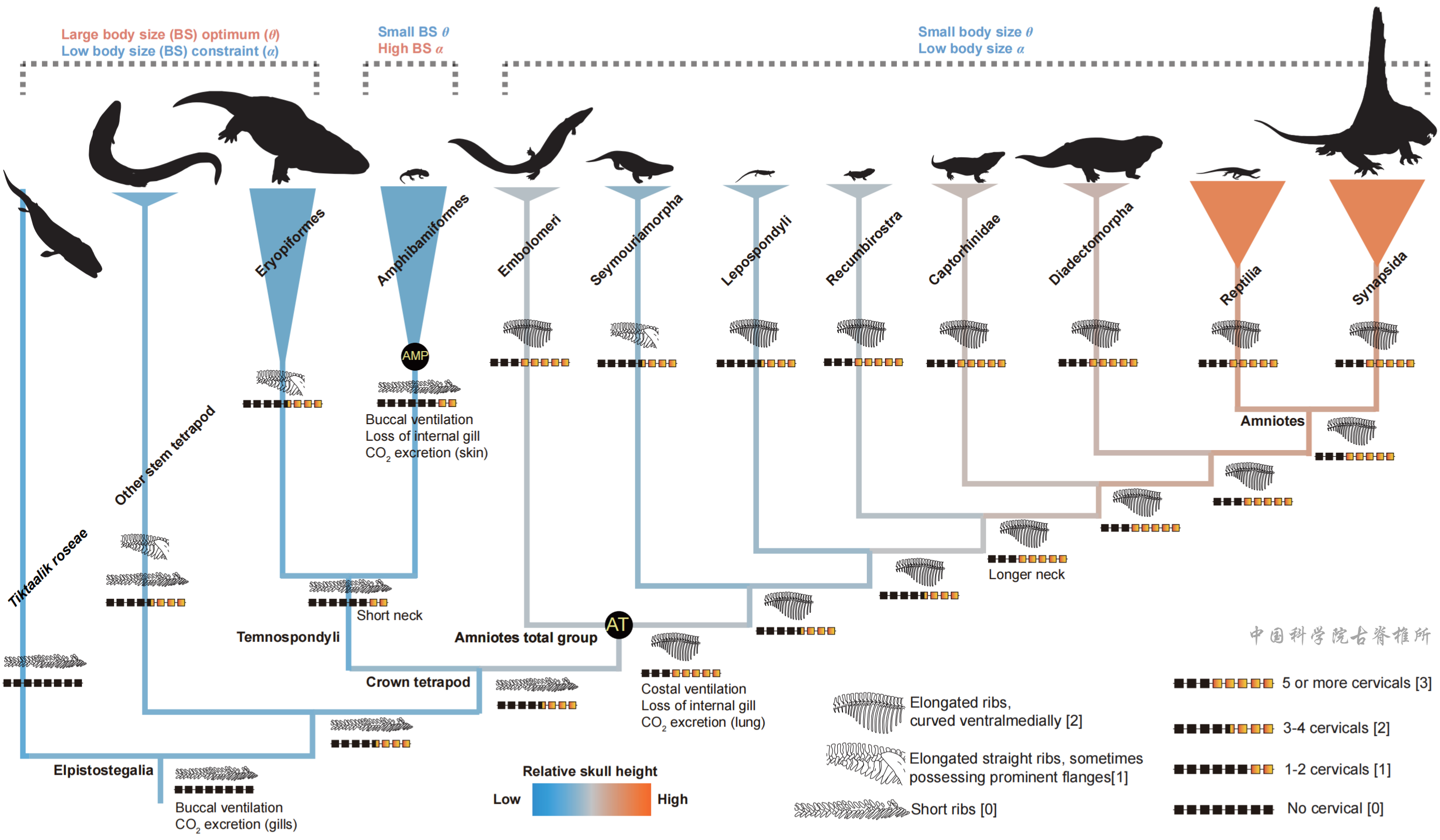 呼吸功能演化革新驱动四足动物冠群生态位分化格局