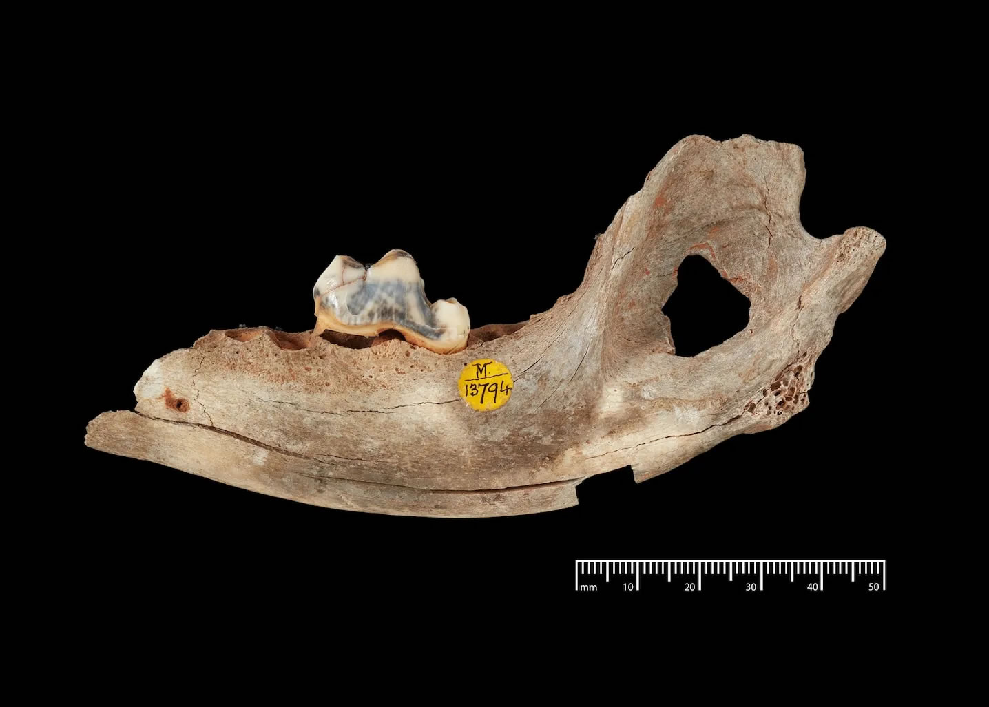 人类与狗共同生活的历史,比我们想象的更久远