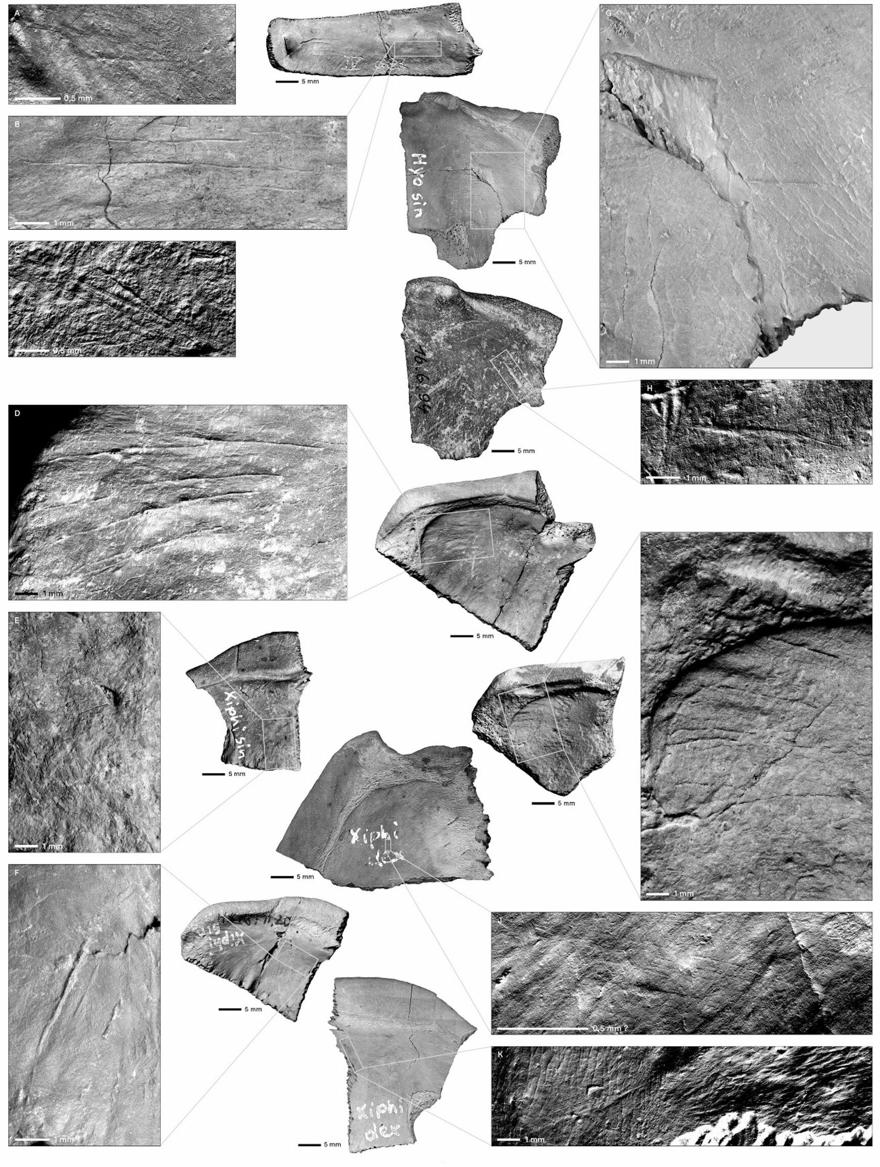 12.5万年前尼安德特人用海龟建造了世界上第一个无塑料工具包