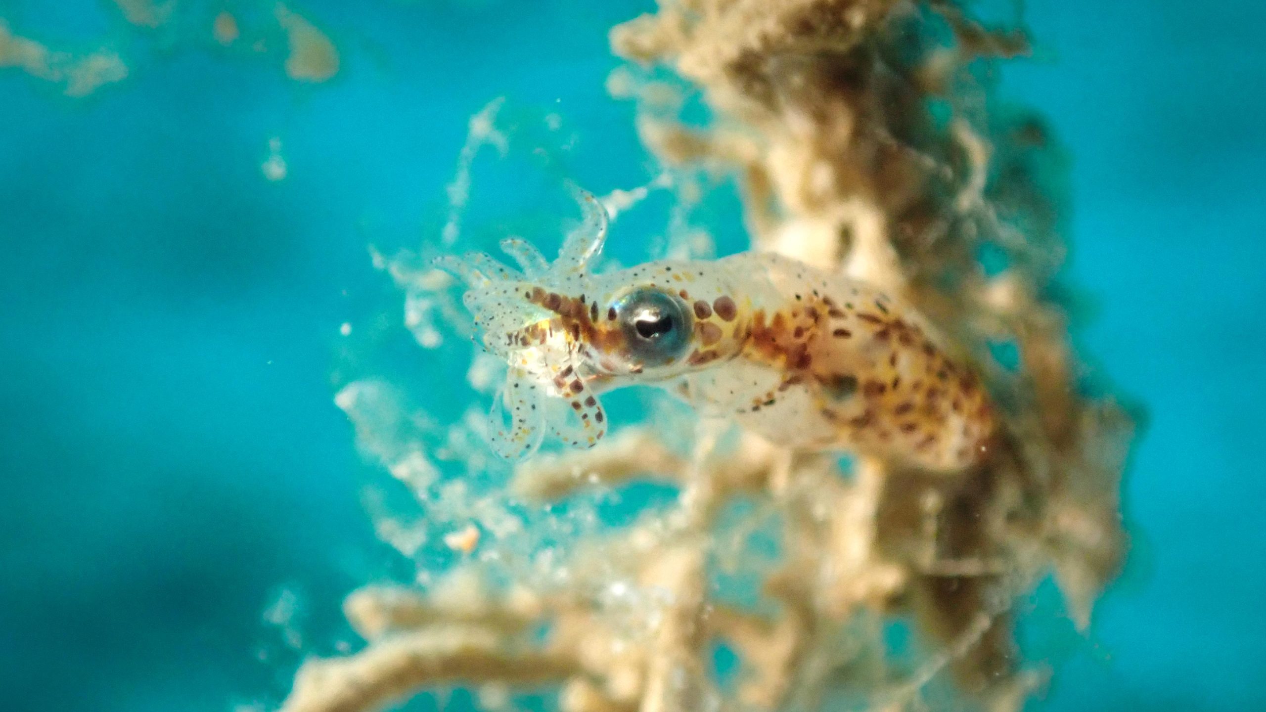 鱿鱼和乌贼一亿年演化之谜被破解:灭绝劫后再爆发