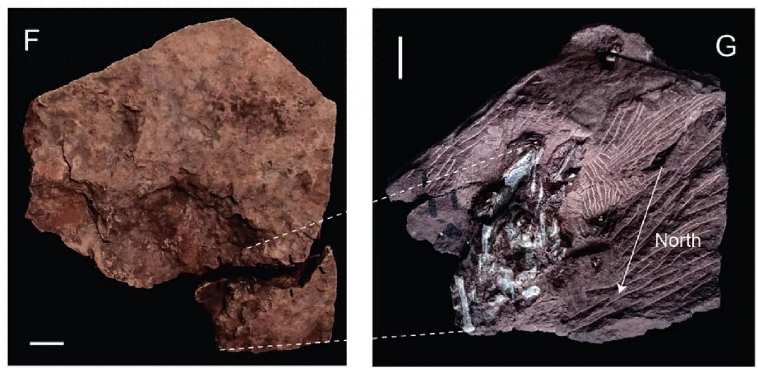 距今2.9亿年的呕吐物化石揭示古代掠食者的杂食胃口