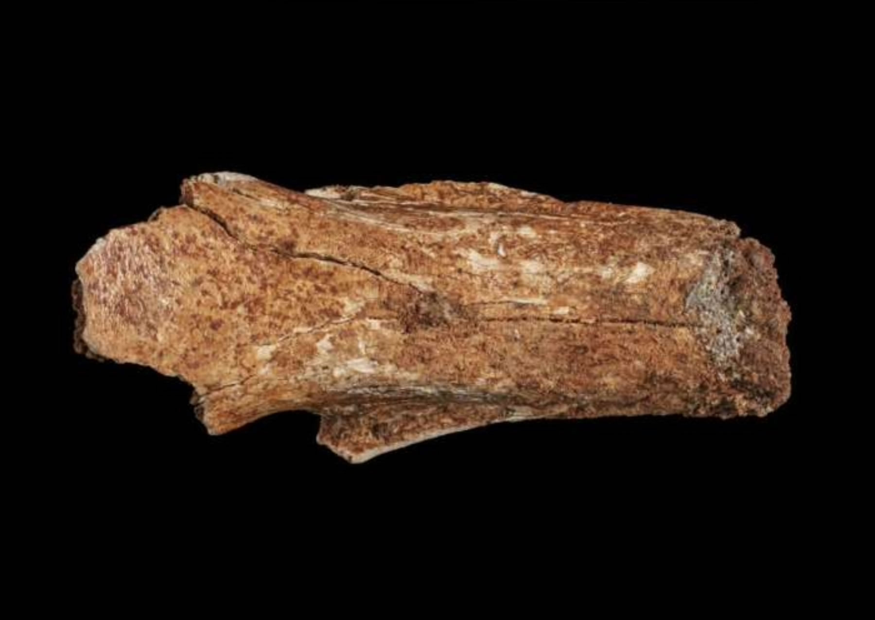 ŷ�ľ�������������һֻ���̵���30������