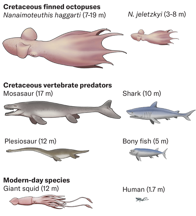 ����������ǰ��Ѽͺ����еľ��Ͷ�����ʳ��