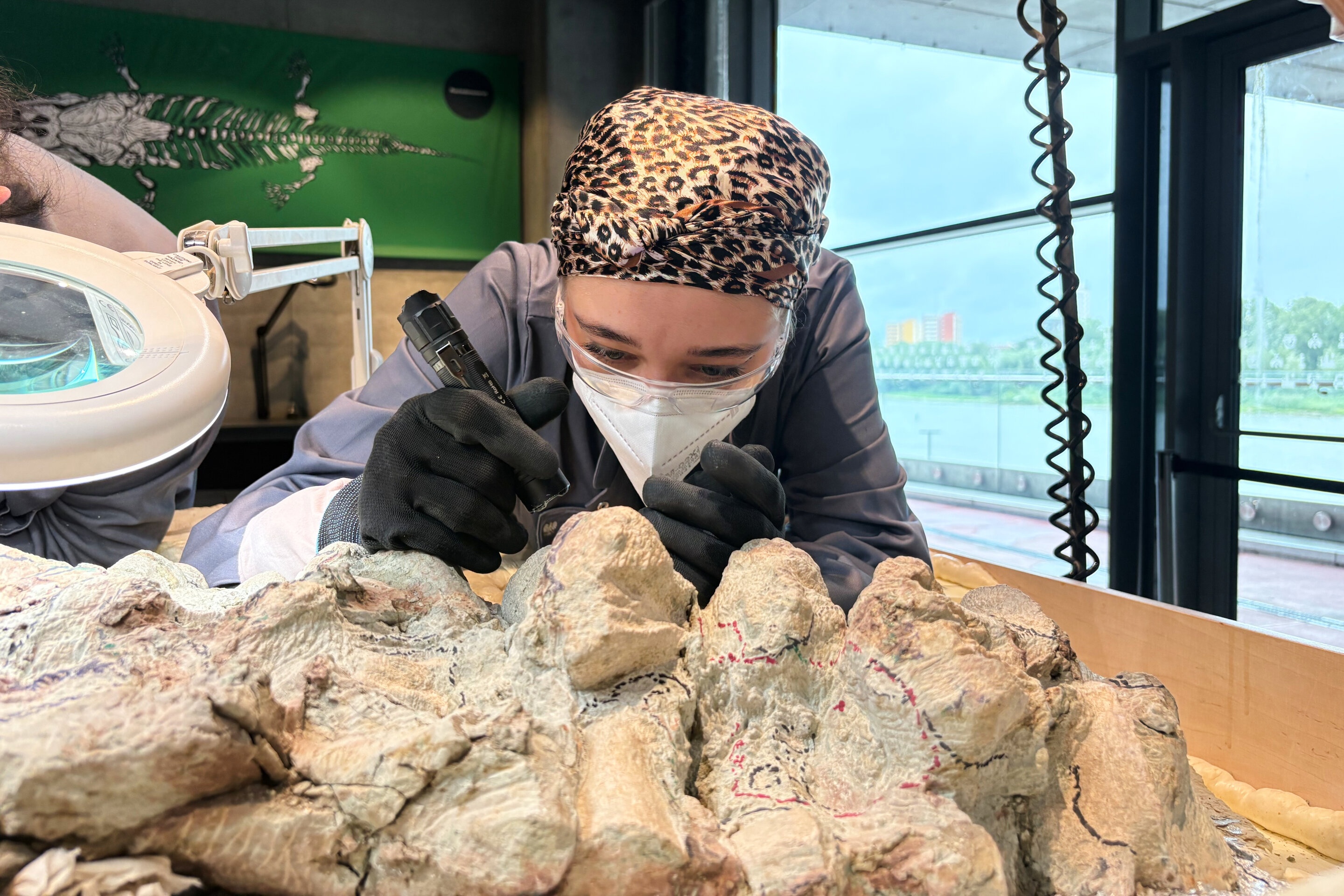 2000名志愿者加入了一项艰苦的工作,修复史前掠食者的巨大骨骼